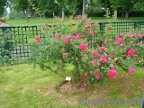 Cerise Bouquet