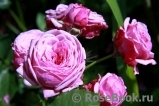 Durance Ancian Rosa