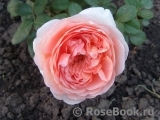 Abraham Darby