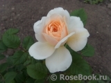 Crocus Rose® 