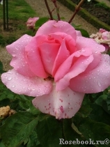 Jardins de Villandry