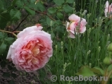 Abraham Darby