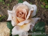 Julia's Rose