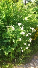 Rosa multiflora