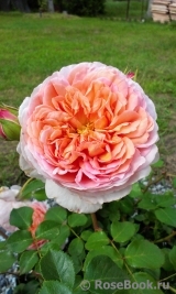 Abraham Darby