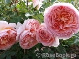 Abraham Darby