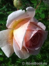 Abraham Darby