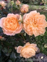 Crown Princess Margareta®