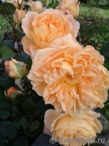 Crown Princess Margareta®