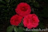 Rose des 4 Vents