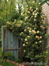 Golden Climber