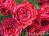 Rose des 4 Vents