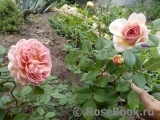 Abraham Darby