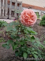 Abraham Darby