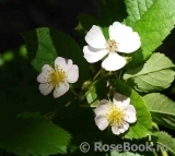 Rosa multiflora