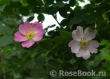 Rosa eglanteria 