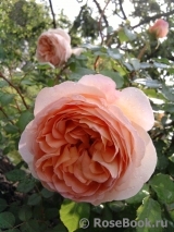 Abraham Darby