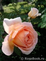 Abraham Darby