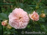 Abraham Darby