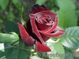 Black Baccara