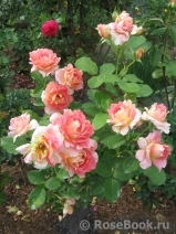 Rose des Cisterciens 