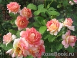 Rose des Cisterciens 