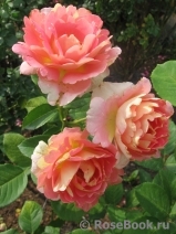 Rose des Cisterciens 