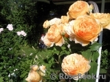 Crown Princess Margareta®