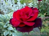 Black Baccara