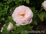 The Alnwick Rose