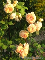 Crown Princess Margareta®