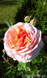 Abraham Darby