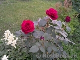 Rose des 4 Vents