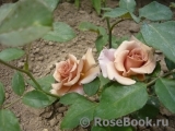 Julia's Rose