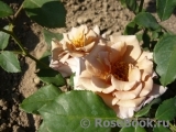 Julia's Rose