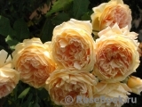 Crown Princess Margareta®