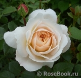 Crocus Rose® 