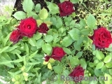 Black Baccara