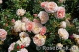 Abraham Darby