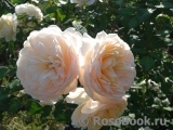 Crocus Rose® 