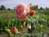 Lady of Shalott 