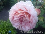 Abraham Darby