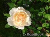 Crocus Rose® 