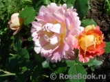 Rose des Cisterciens 