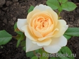 Crocus Rose® 