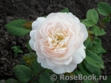 Crocus Rose® 