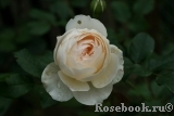 Rose Marie