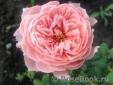 The Alnwick Rose