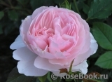 The Wedgwood Rose