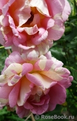 Rose des Cisterciens 